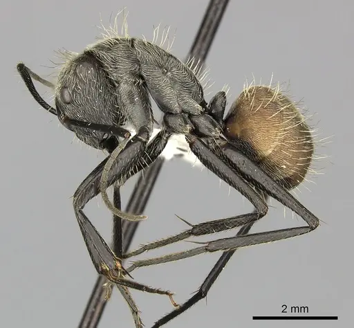 Camponotus rapax - CASENT0619238