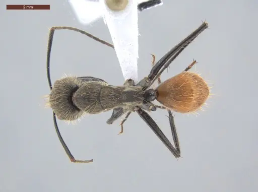 Camponotus rapax - ECOFOG-IT14-1030-35