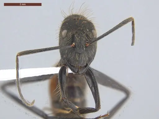 Camponotus rapax - ECOFOG-IT14-1030-35