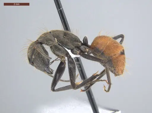 Camponotus rapax - ECOFOG-IT14-1030-35