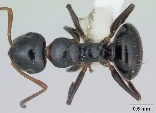 Camponotus raphaelis specimen