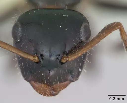 Camponotus raphaelis specimen