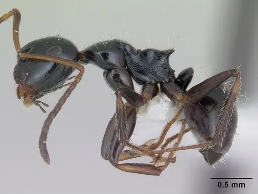Camponotus raphaelis specimen