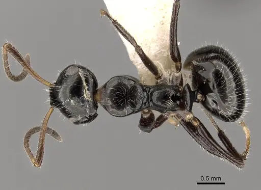 Camponotus raphaelis - CASENT0280143