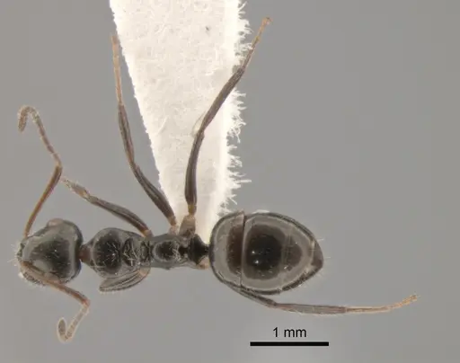 Camponotus raphaelis - CASENT0882308