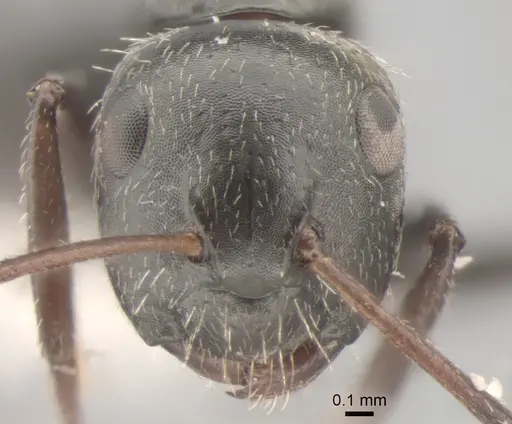 Camponotus raphaelis - CASENT0882308