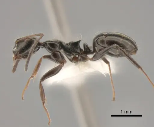 Camponotus raphaelis - CASENT0882308