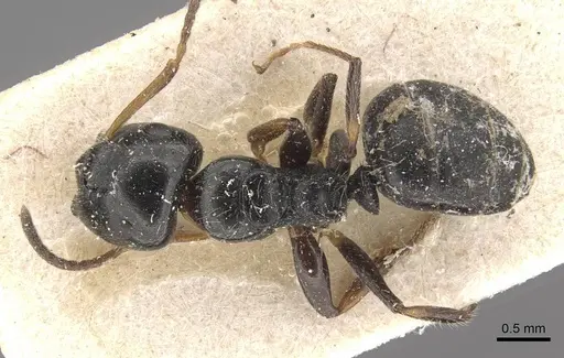 Camponotus raphaelis - CASENT0910742