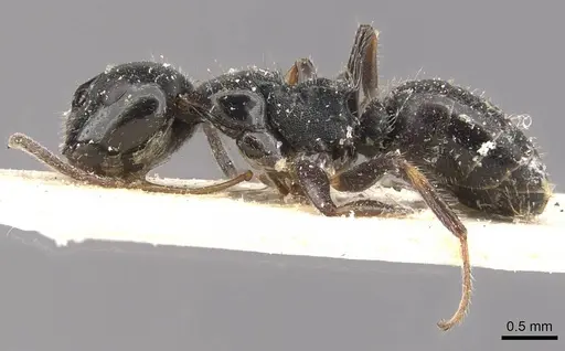 Camponotus raphaelis - CASENT0910742