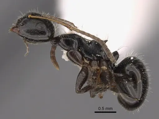 Camponotus raphaelis - CASENT0923547