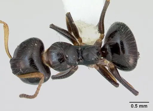 Camponotus raphaelis - INBIOCRI001254189