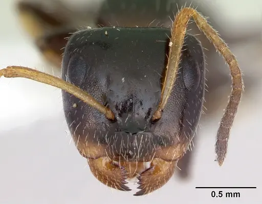 Camponotus raphaelis - INBIOCRI001254189