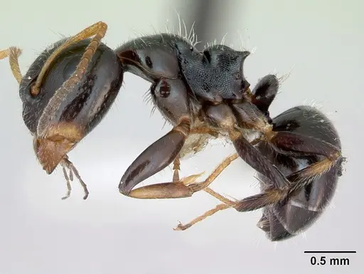Camponotus raphaelis - INBIOCRI001254189