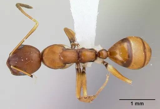 Camponotus reaumuri specimen