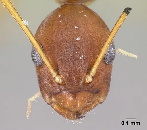 Camponotus reaumuri specimen