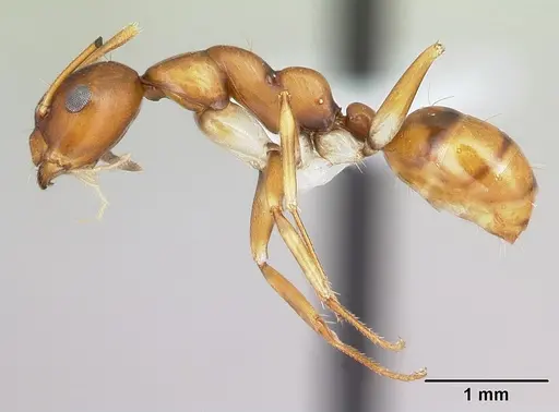 Camponotus reaumuri specimen