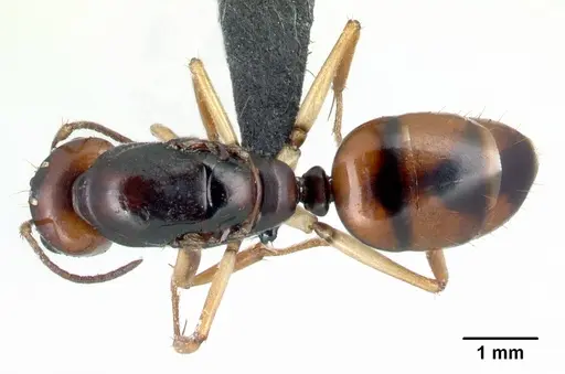 Camponotus reaumuri - CASENT0067964