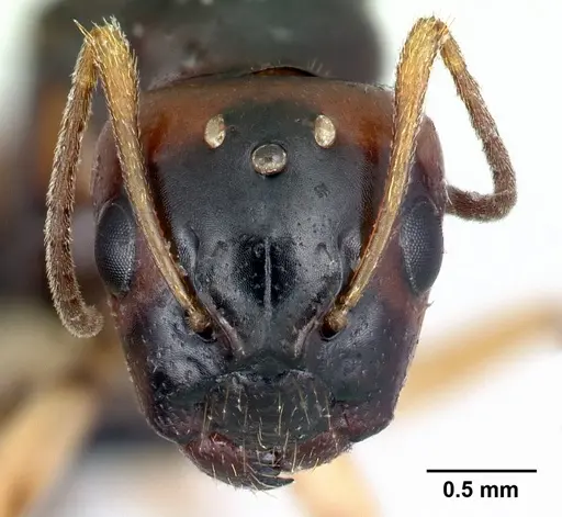 Camponotus reaumuri - CASENT0067964