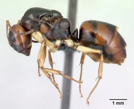 Camponotus reaumuri - CASENT0067964