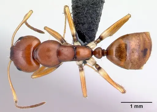 Camponotus reaumuri - CASENT0067965