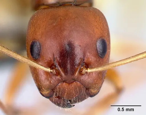 Camponotus reaumuri - CASENT0067965