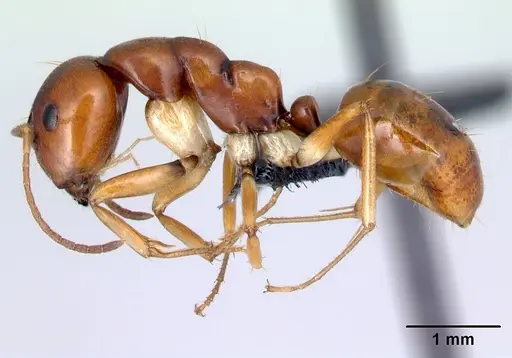 Camponotus reaumuri - CASENT0067965