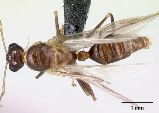 Camponotus reaumuri - CASENT0067966