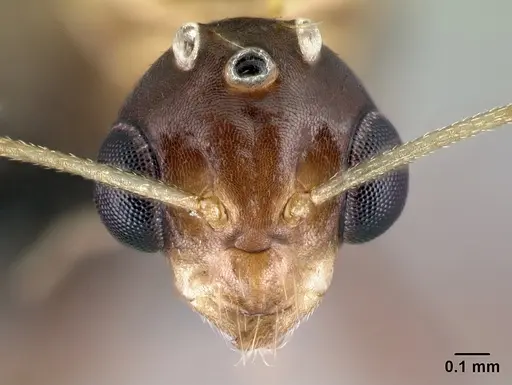Camponotus reaumuri - CASENT0067966
