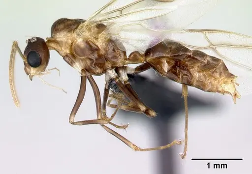 Camponotus reaumuri - CASENT0067966