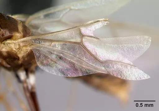 Camponotus reaumuri - CASENT0067966