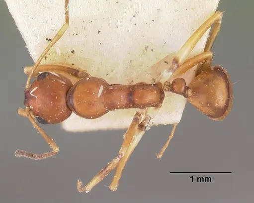 Camponotus reaumuri - CASENT0102418