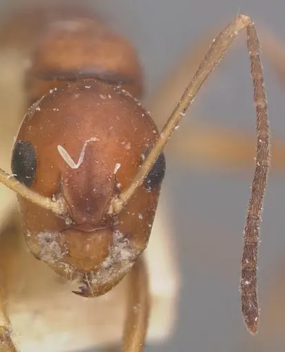 Camponotus reaumuri - CASENT0102418