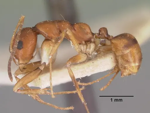 Camponotus reaumuri - CASENT0102418