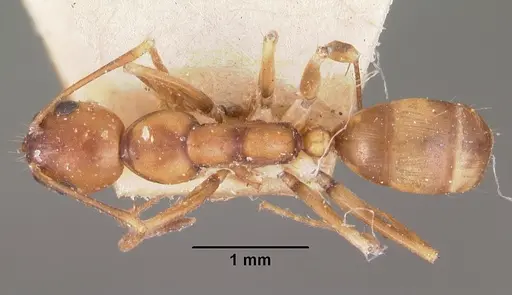 Camponotus reaumuri - CASENT0102419