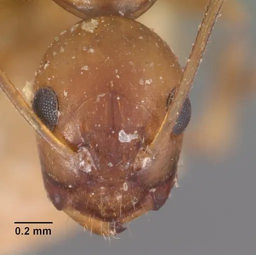 Camponotus reaumuri - CASENT0102419