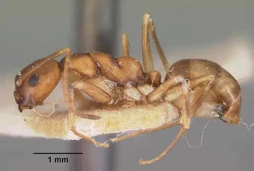 Camponotus reaumuri - CASENT0102419