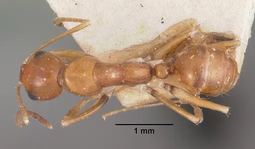 Camponotus reaumuri - CASENT0102420