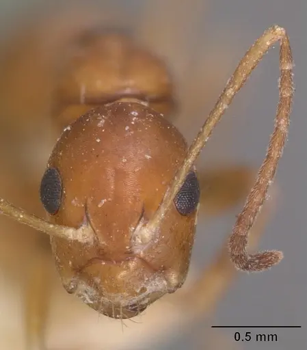 Camponotus reaumuri - CASENT0102420