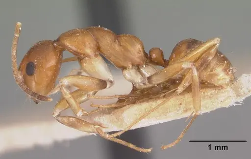 Camponotus reaumuri - CASENT0102420