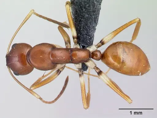 Camponotus reaumuri - CASENT0217312