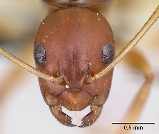 Camponotus reaumuri - CASENT0217312
