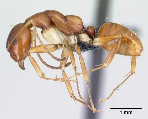 Camponotus reaumuri - CASENT0217312