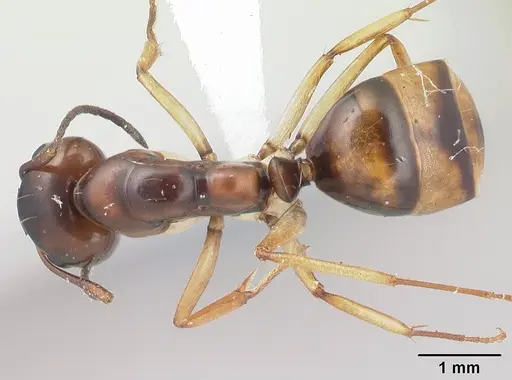 Camponotus reaumuri - CASENT0409314