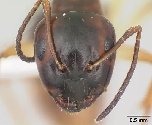 Camponotus reaumuri - CASENT0409314