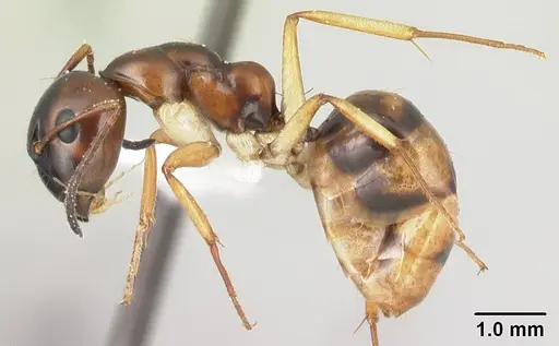Camponotus reaumuri - CASENT0409314