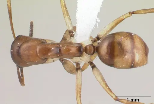 Camponotus reaumuri - CASENT0409322