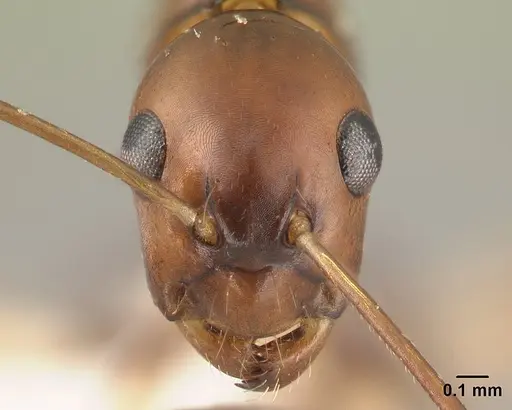 Camponotus reaumuri - CASENT0409322