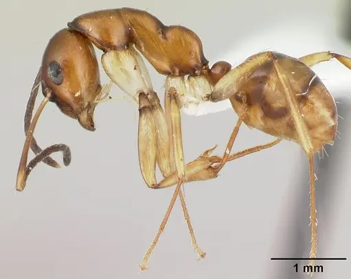 Camponotus reaumuri - CASENT0409322