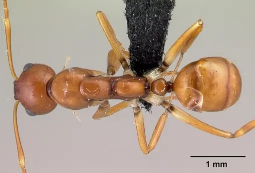 Camponotus reaumuri - CASENT0478556