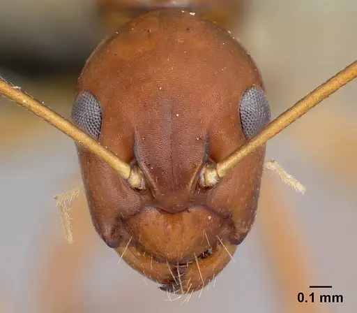 Camponotus reaumuri - CASENT0478556